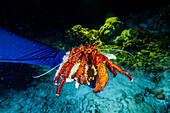 An adult white-spotted hermit crab (Dardanus megistos), encountered on a night dive on Arborek Reef, Raja Ampat, Indonesia, Southeast Asia, Asia\n