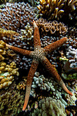 An adult necklace starfish (Fromia monilis), in the shallow reefs off Bangka Island, Indonesia, Southeast Asia, Asia\n
