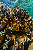 Eine goldene Seescheide (Polycarpa aurata), auf dem Riff vor der Insel Bangka, vor der nordöstlichen Spitze von Sulawesi, Indonesien, Südostasien, Asien
