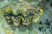 Giant Tridacna clams, genus Tridacna, in the shallow reefs off Port Airboret, Raja Ampat, Indonesia, Southeast Asia, Asia\n