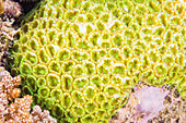 Close up of coral polyps, the house reef at Murex Bangka, Bangka Island, near Manado Sulawesi, Indonesia, Southeast Asia, Asia\n