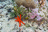 An adult Luzon sea star (Echinaster luzonicus), in the shallow reefs off Bangka Island, Indonesia, Southeast Asia, Asia\n