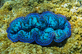 Riesige Tridacna-Muscheln, Gattung Tridacna, in den flachen Riffen vor Port Airboret, Raja Ampat, Indonesien, Südostasien, Asien