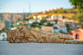 Katze döst in Assos zur goldenen Stunde, Assos, Kefalonia, Ionische Inseln, Griechische Inseln, Griechenland, Europa