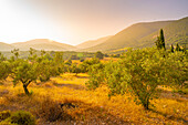 View of olive groves near Poulata, Kefalonia, Ionian Islands, Greek Islands, Greece, Europe\n