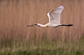 Frankreich, Somme, Somme-Bucht, Naturschutzgebiet der Somme-Bucht, Ornithologischer Park Marquenterre, Saint Quentin en Tourmont, im Frühling kommen die weißen Löffler (Platalea leucorodia Eurasian Spoonbill), um in diesem Teich in der Nähe des Reiherhauses, die Materialien (Pflanzen, Äste, Wurzeln ...), die sie benötigen, um das Nest zu bauen und zu festigen