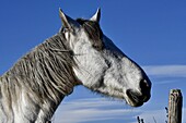 France, Bouches du Rhone, Camargue, Camargue horse, portrait\n