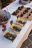 France, Vaucluse, Venasque, labeled the Most Beautiful Villages of France, stall of black truffles of the Monts de Vaucluse truffle farmer Paul Philippe\n