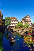 France, Haut Rhin, Alsace Wine Road, Colmar, La Petite Venise district, traditional half-timbered houses\n