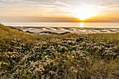 Frankreich, Somme, Fort-Mahon, Die Dünen zwischen Fort-Mahon und der Bucht von Authie bei Sonnenuntergang