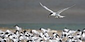 Frankreich, Somme, Baie de Somme, Cayeux sur Mer, der Hable d'Ault beherbergt während der Brutzeit regelmäßig eine Kolonie von Brandseeschwalben (Thalasseus sandvicensis )