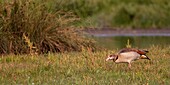 France, Somme, Somme Bay, Le Crotoy, Egyptian Goose (Alopochen aegyptiaca)\n
