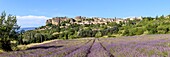 Frankreich, Vaucluse, regionales Naturschutzgebiet Luberon, Saignon, blühendes Lavendelfeld am Fuße des Dorfes