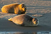 Frankreich, Pas de Calais, Authie Bay, Berck sur Mer, Seehund (Phoca vitulina), bei Ebbe ruhen die Seehunde auf den Sandbänken, von wo sie von der steigenden Flut gejagt werden