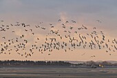 France, Somme, Somme Bay, Natural Reserve of the Somme Bay, Le Crotoy, Beaches of the Maye, Flight of Common Shelduck (Tadorna tadorna)\n