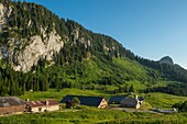 Frankreich, Haute Savoie, Chablais-Massiv, Abondance-Tal, Abondance, die Alp und der Weiler Ubine am Fuße der Felsen des Mont Chauffe