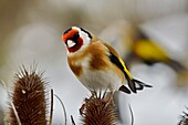 France, Doubs, bird, Goldfinch (Carduelis carduelis)\n