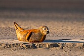 Frankreich, Pas de Calais, Opalküste, Berck sur Mer, Seehund (Phoca vitulina), Seehunde sind heute eine der Haupttouristenattraktionen in der Somme-Bucht und an der Opalküste