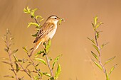 France, Somme, Bay of the Somme, Cayeux-sur-mer, The Hâble d'Ault, Sedge Warbler (Acrocephalus schoenobaenus) with an insect in its beak\n