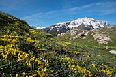 France, Hautes Alpes, massif of Oisans, national park of Ecrins, Vallouise, hike towards Pointe des Tetes, the summit plateau, parterre of spring gentians and head of Dormillouse\n