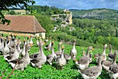 Frankreich, Lot, Chateau Belcastel und Gänsefarm