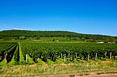 Frankreich, Cote d'Or, Marsannay-la-Côte, von der UNESCO zum Weltkulturerbe erklärtes burgundisches Klima, Cote de Nuits, Weinberge