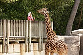 Frankreich, Charente Maritime, Les Mathes, Zoo von La Palmyre, Frau füttert eine Rothschild-Giraffe (Giraffa camelopardalis rothschildi)