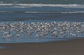 France, Pas de Calais, Berck sur Mer, Caugek Terns (Thalasseus sandvicensis, Sandwich Tern) on the beach in autumn\n