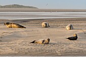 Frankreich, Pas de Calais, Authie Bay, Berck sur Mer, Seehund (Phoca vitulina), bei Ebbe ruhen sich die Seehunde auf den Sandbänken aus, von wo sie von der steigenden Flut gejagt werden