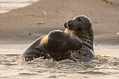 Frankreich, Pas de Calais, Authie Bay, Berck sur Mer, Kegelrobbenspiele (Halichoerus grypus), zu Beginn des Herbstes ist es üblich, die Kegelrobben zu beobachten, wie sie in einer Simulation des Kampfes miteinander spielen, dies ist auch ein Zeichen dafür, dass die Paarungszeit naht