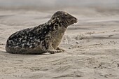 France, Pas de Calais, Authie Bay, Berck sur Mer, Grey seals (Halichoerus grypus), at low tide the seals rest on the sandbanks from where they are chased by the rising tide\n