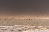 France, Somme, Quend-Plage, on the beach at tide, the Great Gulls (Larus canus - Mew Gull) follow the flow to find their food\n