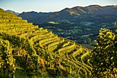 Frankreich, Pyrenäen Atlantique, Baskenland, Saint-Jean-Pied-de-Port, die Weinberge des Weinguts Brana