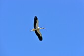 France, Haut Rhin, the Alsace Wine Route, Ribeauville, White Stork (Ciconia ciconia) on flight\n