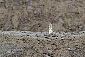 France, Indre et Loire,Courcoué, picking asparagus\n