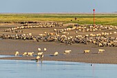 France, Somme, Somme Bay, Saint Valery sur Somme, salt-meadow sheep come to drink in the channel of the Somme facing the docks\n