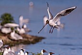 Frankreich, Somme, Baie de Somme, Le Crotoy, Der Sumpf von Crotoy empfängt jedes Jahr eine Kolonie von Lachmöwen (Chroicocephalus ridibundus - Lachmöwe), die zum Nisten und zur Fortpflanzung auf die Inseln in der Mitte der Teiche kommen, Möwen jagen dann Materialien für den Bau der Nester