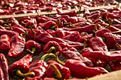 France, Pyrenees Atlantique, Basque Country, Ustaritz, exploitation of Espelette peppers\n