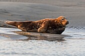 Frankreich, Pas de Calais, Authie Bay, Berck sur Mer, Kegelrobben (Halichoerus grypus), bei Ebbe ruhen sich die Robben auf den Sandbänken aus, von wo sie von der steigenden Flut vertrieben werden