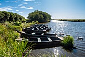 Frankreich, Loire-Atlantique, Regionaler Naturpark Briere, Saint-Lyphard, Sumpfgebiet Grande Briere Mottiere