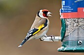 Frankreich, Doubs, Vogel, Stieglitz (Carduelis carduelis) an der Sonnenblumenspeise