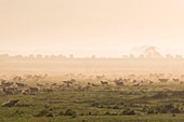 France, Somme, Baie de Somme, Le Crotoy, Sheeps of salted meadows in the Baie de Somme\n