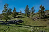 France, Hautes Alpes, massif of Oisans, Ecrins National Park, Vallouise, hike to Pointe des Tetes, path on the summit plateau between rare melezes\n