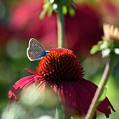 France, Doubs, Arc et Senans, the Saline Royale listed as World Heritage by UNESCO, Garden Festival 2019, butterfly on Rudbeckia flower\n