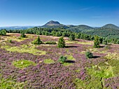 France, Puy de Dome, the Regional Natural Park of the Volcanoes of Auvergne, Chaine des Puys, Orcines, the summit of the Grand Sarcoui volcano covered with heather, the Puy de Dome volcano in the background (aerial view)\n