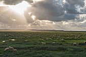 France, Somme, Baie de Somme, Saint Valery sur Somme, Sheeps of salted meadows in the Baie de Somme\n