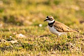 Frankreich, Somme, Baie de Somme, Cayeux sur Mer, Der Hable d'Ault, Flussregenpfeifer (Charadrius dubius) in kiesigen Rasenflächen