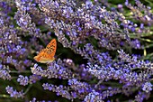 France, Vaucluse, regional natural park of Luberon, Bonnieux, butterfly Silver washed fritillary (Argynnis paphia) on a strand of lavender in bloom\n