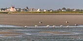 France, Somme, Somme Bay, Saint-Valery-sur-Somme, Cape hornu, Group of Eurasian Spoonbills (Platalea leucorodia) in the channel of the Somme facing Le Crotoy\n