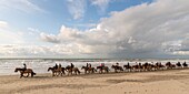 France, Somme, Quend-Plage, troop of riders and their horses Henson on the beach\n